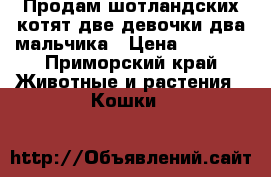 Продам шотландских котят две девочки два мальчика › Цена ­ 4 000 - Приморский край Животные и растения » Кошки   